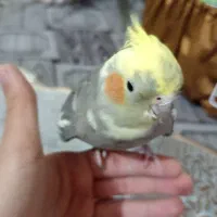 عروس هلندی ماده|پرنده|قرچک, پارک جنگلی|دیوار