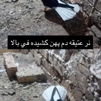 ۱۰تا دم سفیدهای عتیقه قاراپشتارچپ خوشرنگ|پرنده|قزوین, |دیوار