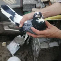 کبوتر تهرانی