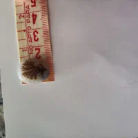 شجر|جواهرات|تهران, سلسبیل جنوبی|دیوار