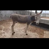 فروش خرالاغ نر