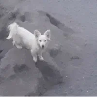 سلام سگ پاکوتا جنسیت ماده