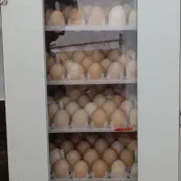 تخم مرغ نطفه دار بیار جوجه ببر