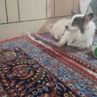 سگ پا کوتاه