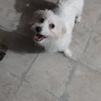 فروش سگ....|سگ|کازرون, |دیوار