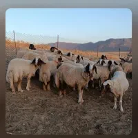 بره پلواری فروشی