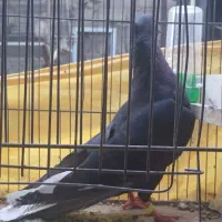 کبوتر
