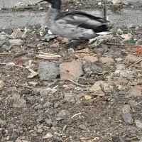 اردک نر پروازی|حیوانات مزرعه|بیستون, |دیوار