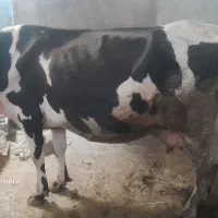 اهواز روستایه کارون صیره