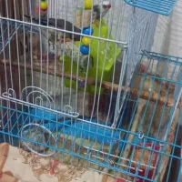 پرنده خوش آواز و فعال|پرنده|تبریز, |دیوار