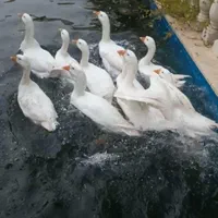 قو غاز یکساله درشت اکراینی|حیوانات مزرعه|تهران, عباس‌آباد|دیوار