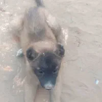 توله سراب
