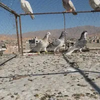 صده مشکی با هفرنگ|پرنده|اسفراین, |دیوار