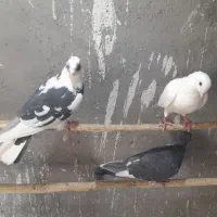 کفترمسافتی