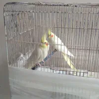 عروس هلندی نر