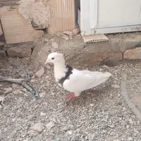 6عدد صید و کفتر بوم|پرنده|مشهد, کارمندان دوم|دیوار