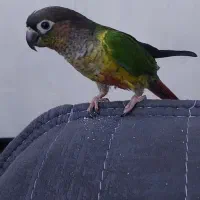 طوطی گرینجیک ۴ ماه  کاملا اهلی|پرنده|ارومیه, |دیوار