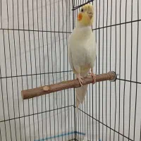 عروس هلندی نر