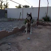 سگ‌ ماده هاسکی