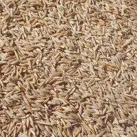جو دیم|عمده‌فروشی|ماهیدشت, |دیوار