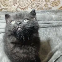 واگذاری گربه بریتیش|گربه|برازجان, |دیوار