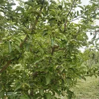 باغ-سند-ملکی-محسن-آباد