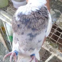 معاوضه یک جفت طوقی باجفت دم سفید