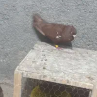 نرسرخ بورعه