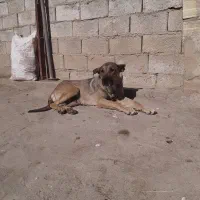 سگ ماده سرابی