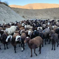 بره ماده شیشک|حیوانات مزرعه|زاغه, |دیوار