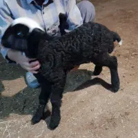 قیمت ۶ میلیون