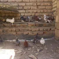 کفتر|پرنده|قم, شهر قائم|دیوار