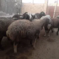 گوسفندای ابستن جوان .|حیوانات مزرعه|بزینه رود, |دیوار