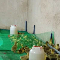 جوجه قاز س روزه واکسن شده درجه یک محلی