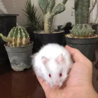 همستر پشمالو دستی