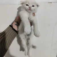 بچه گربه اسکاتیش سیامی|گربه|مشهد, یوسفیه (شهرک غرب)|دیوار