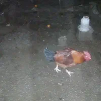 فروش مرغ و خروس|حیوانات مزرعه|بهشهر, |دیوار