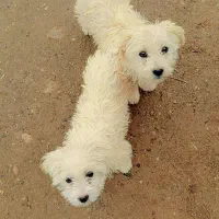 سگ پشمالو سفید پا کوتاه