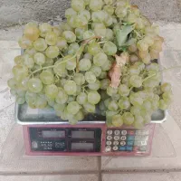 انگور دانه درشت