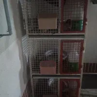 قفس جفت کن بلدرچین کبوتر