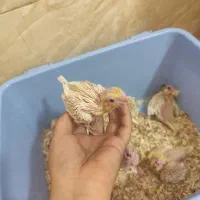 جوجه عروس هلندی|پرنده|شیراز, کوشک میدان|دیوار