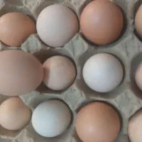 تخم مرغ دونه 12 تومن|حیوانات مزرعه|فاضل آباد, |دیوار