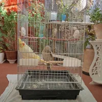 قفس پرنده درحد نو سایز بزرگ