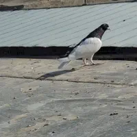 چپ سیاه|حیوانات|بجنورد, |دیوار