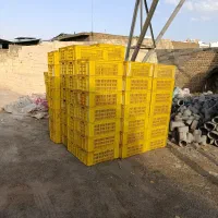 سبد مرغ