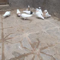 طوقی|پرنده|تربت جام, میان جام|دیوار