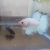 جفت ماهی فایتر مولد به شرت جوجه دهی