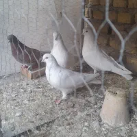 سفیدنوک ریزکشیده دمگیرذات بته دار|پرنده|اصفهان, کشاورزی|دیوار