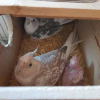 مولد واقعی عروس هلندی عتیقه|پرنده|آستارا, |دیوار