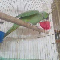 طوطی ملنگو نر دستی سخنگو|پرنده|بم, |دیوار